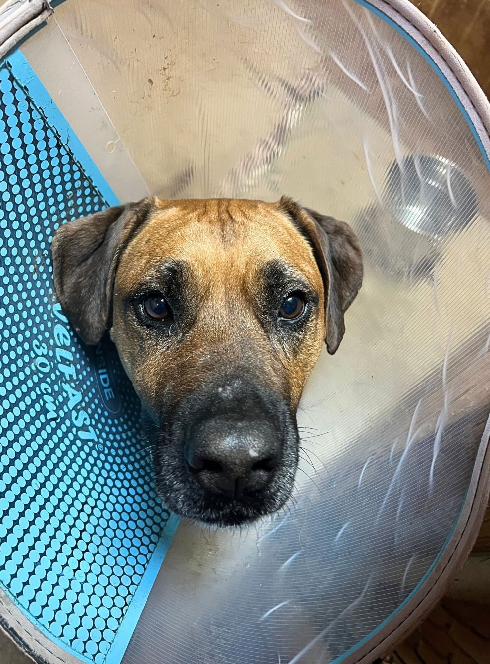 About the ERIN GO BARK campaign on Bonfire 2