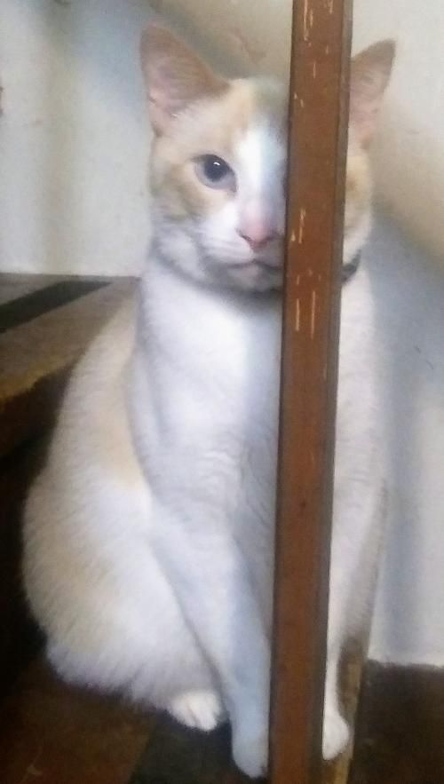 About the  campaign on Bonfire 2