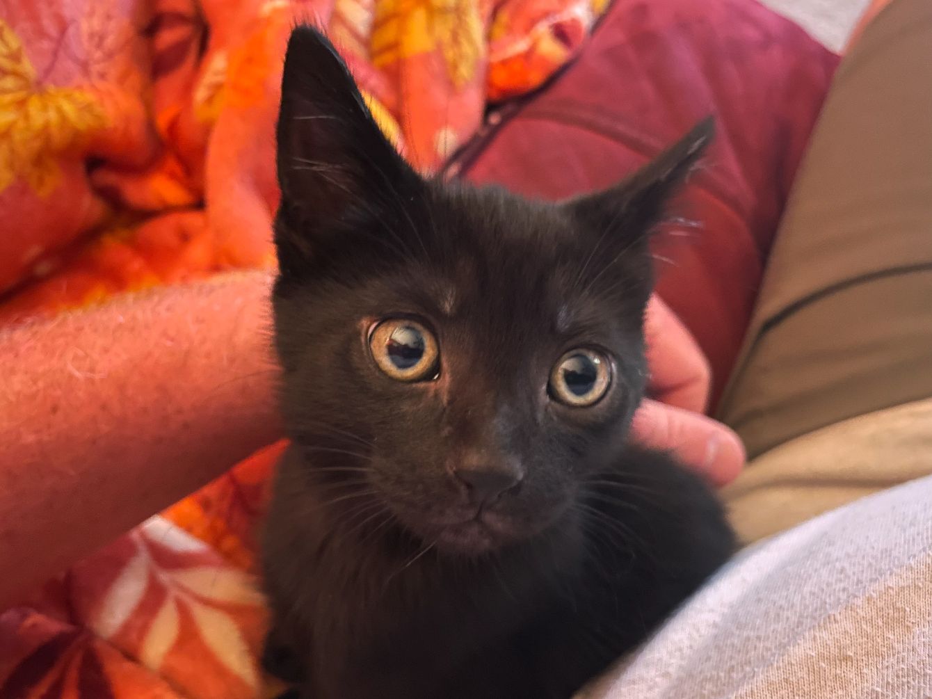 About the  campaign on Bonfire 2