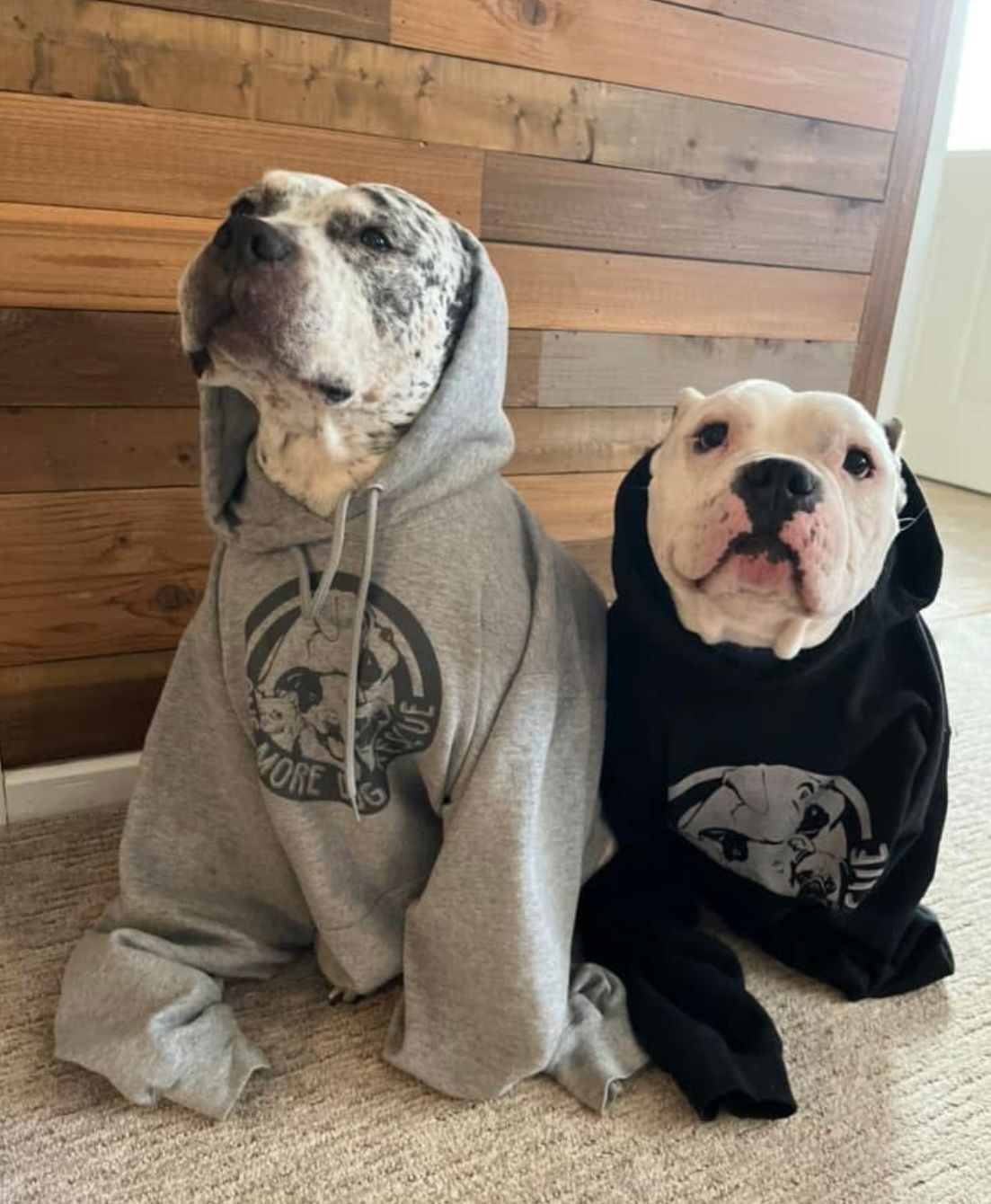 About the One More Dog Rescue 2025 Medical Fundraiser campaign on Bonfire 1