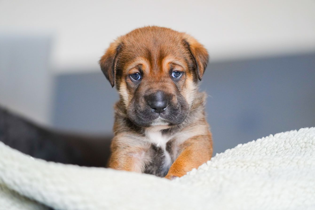 About the Shiprock Pubby campaign on Bonfire 3