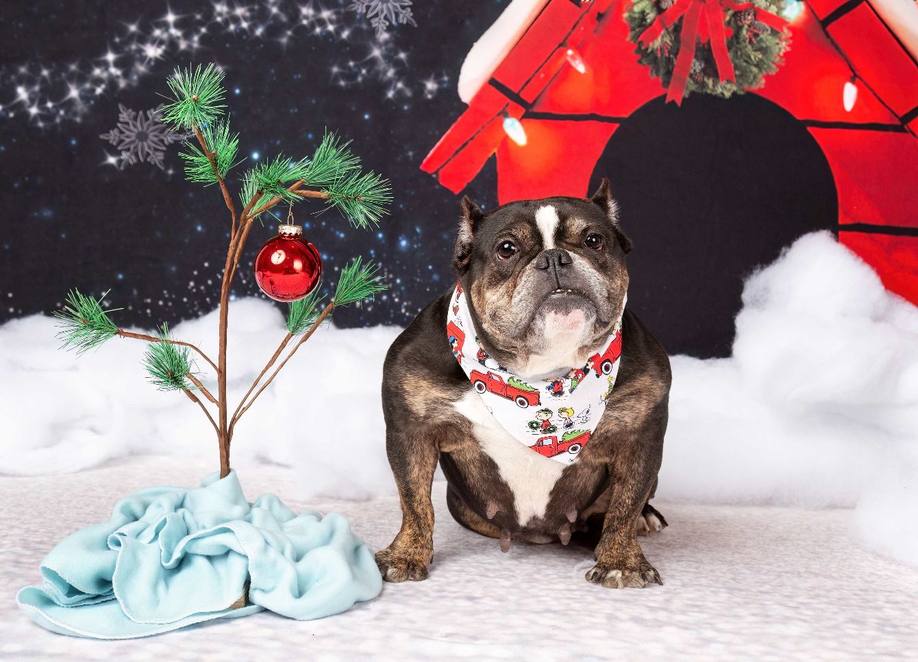 About the Hurry for holiday hoodies! campaign on Bonfire 2