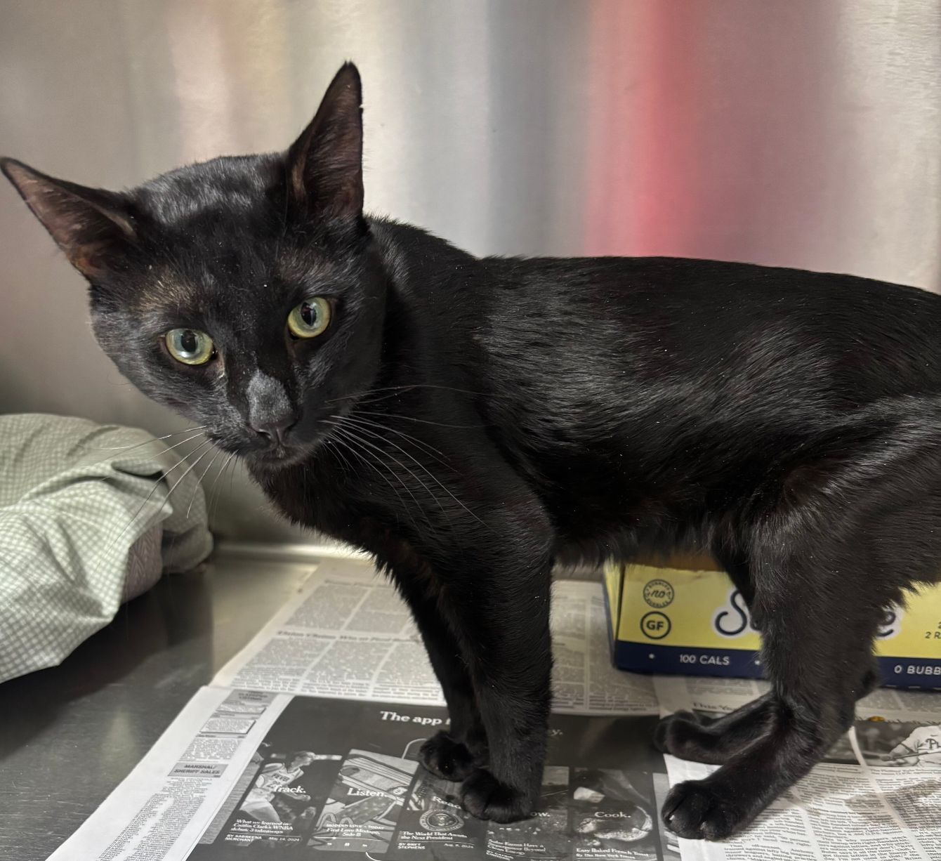 About the Help Tyson beat FIP campaign on Bonfire 2