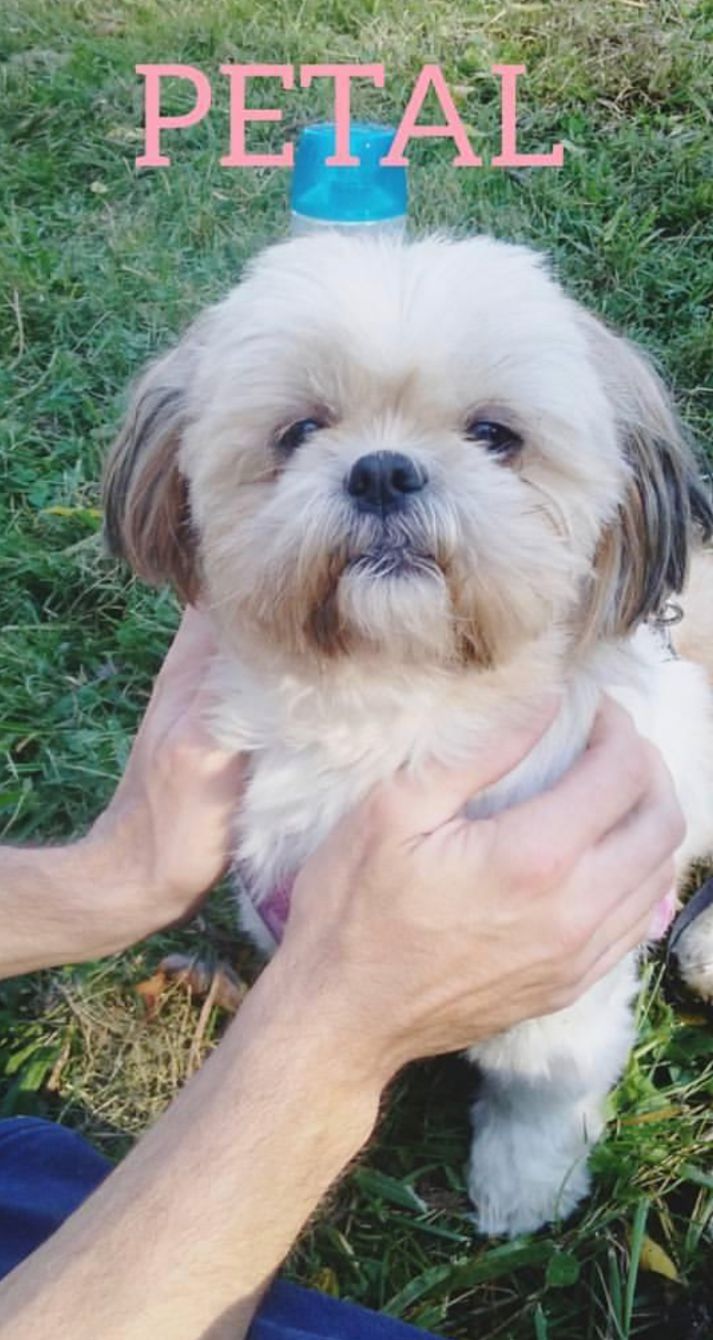 About the Miracles are Possible - Rose campaign on Bonfire 2