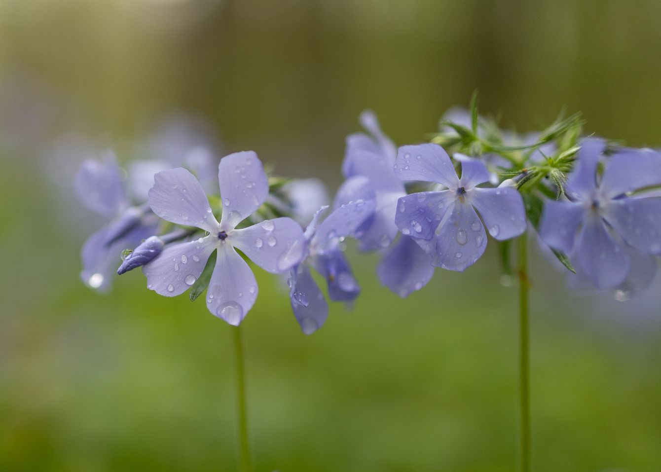 About the Emily Allen Wildflower Preserve Tees campaign on Bonfire 2