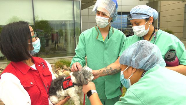 About the See The Stars campaign on Bonfire 2