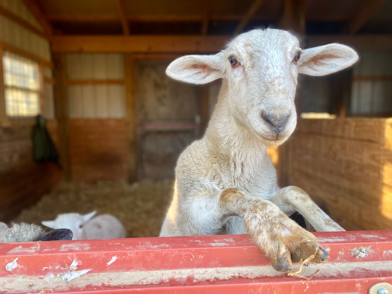 About the Classic Logo - Shirt or Sweatshirt campaign on Bonfire 2