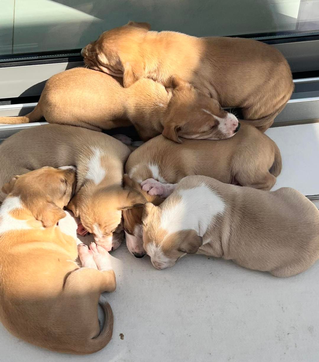 About the Muscat Dog Adoption campaign on Bonfire 12