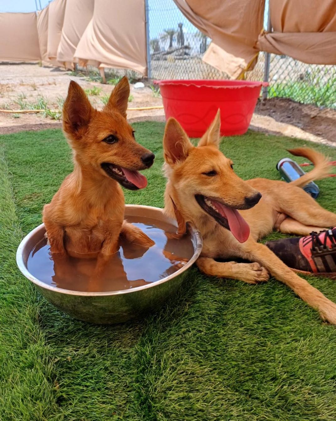 About the Muscat Dog Adoption campaign on Bonfire 3