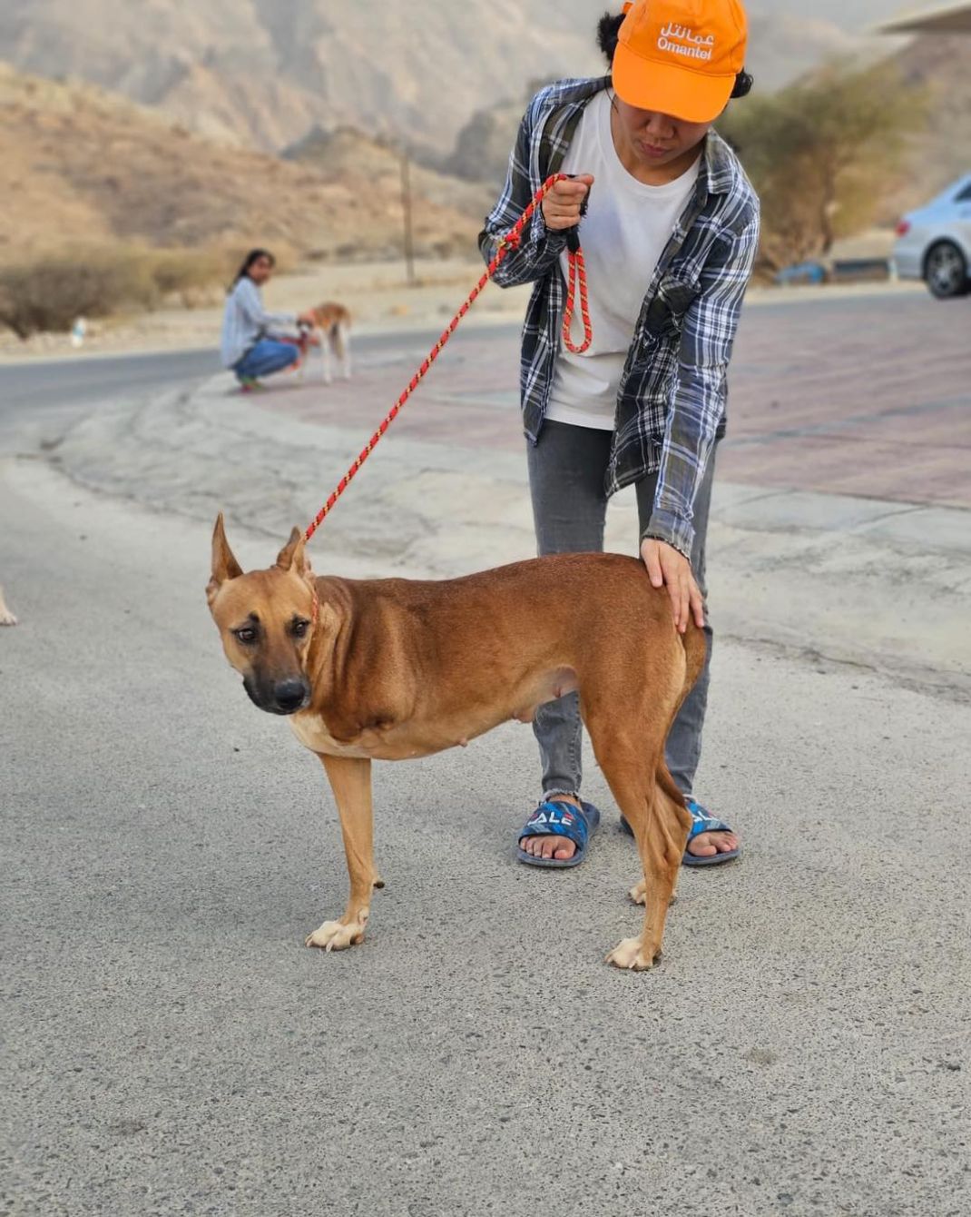 About the Muscat Dog Adoption campaign on Bonfire 13