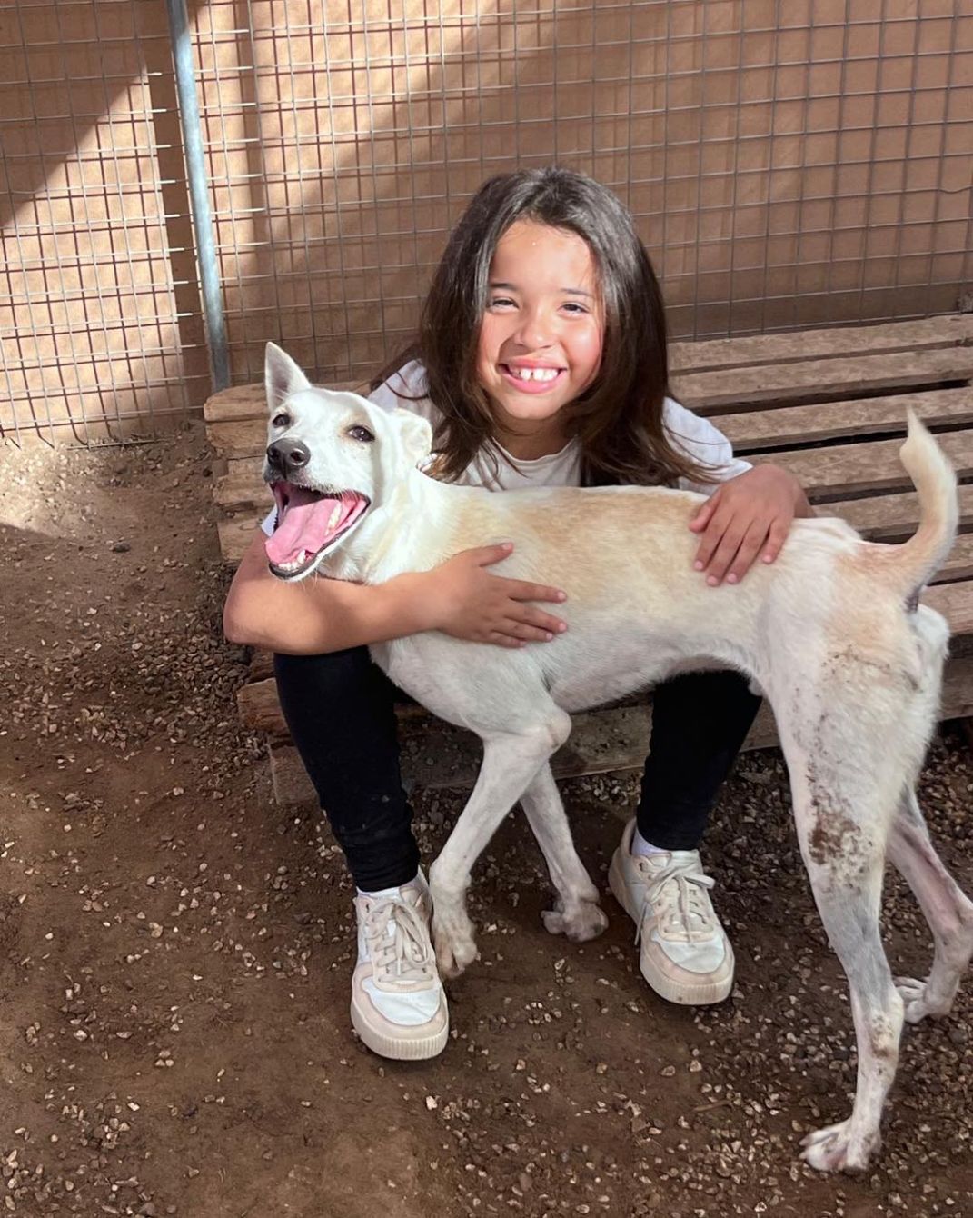 About the Muscat Dog Adoption campaign on Bonfire 2