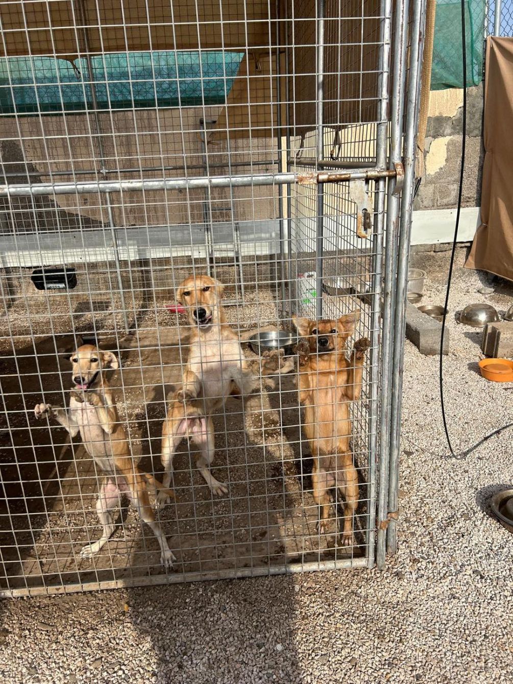 About the Muscat Dog Adoption campaign on Bonfire 4