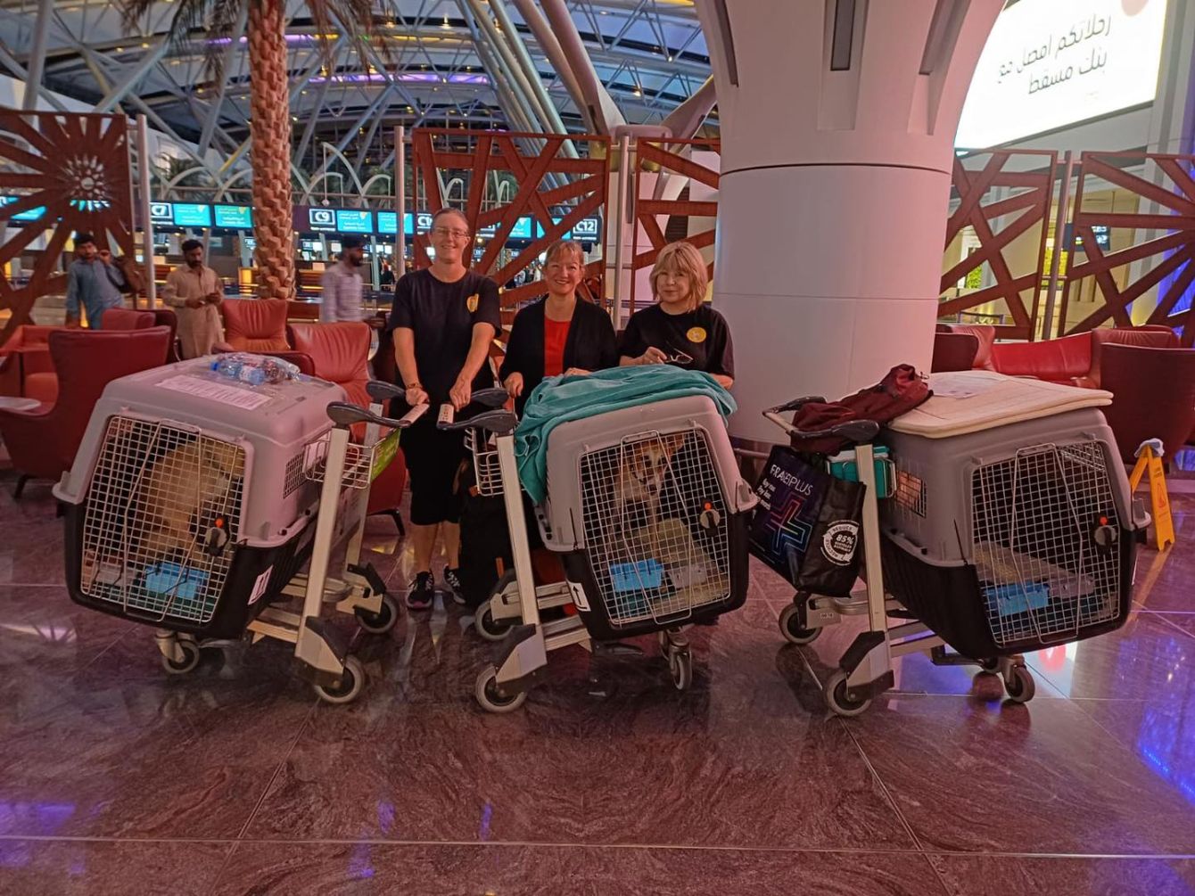 About the Muscat Dog Adoption campaign on Bonfire 11