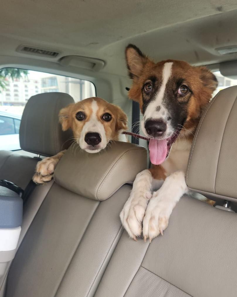 About the Muscat Dog Adoption campaign on Bonfire 7