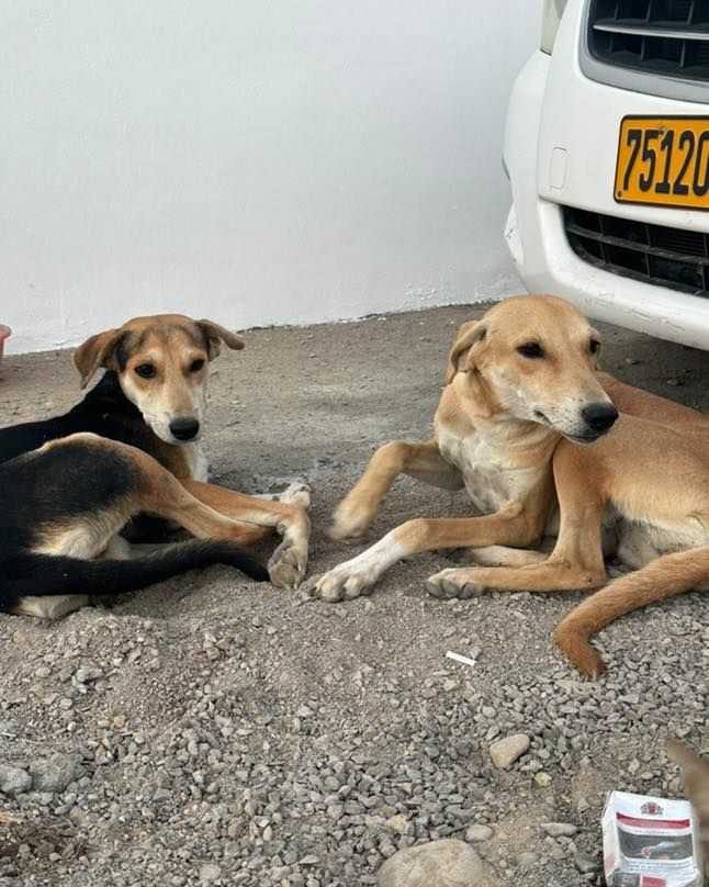 About the Muscat Dog Adoption campaign on Bonfire 8