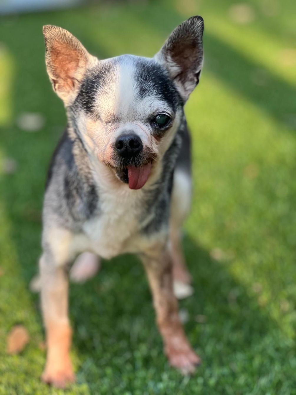 About the Texas Chihuahua Rescue campaign on Bonfire 2