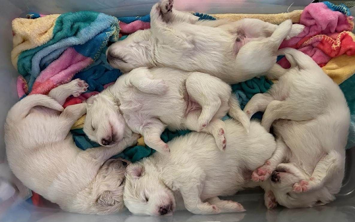 About the TGPR Succumb to Summer! campaign on Bonfire 2