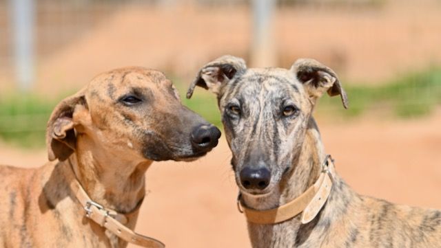 About the Save A Galgo Espanol campaign on Bonfire 2