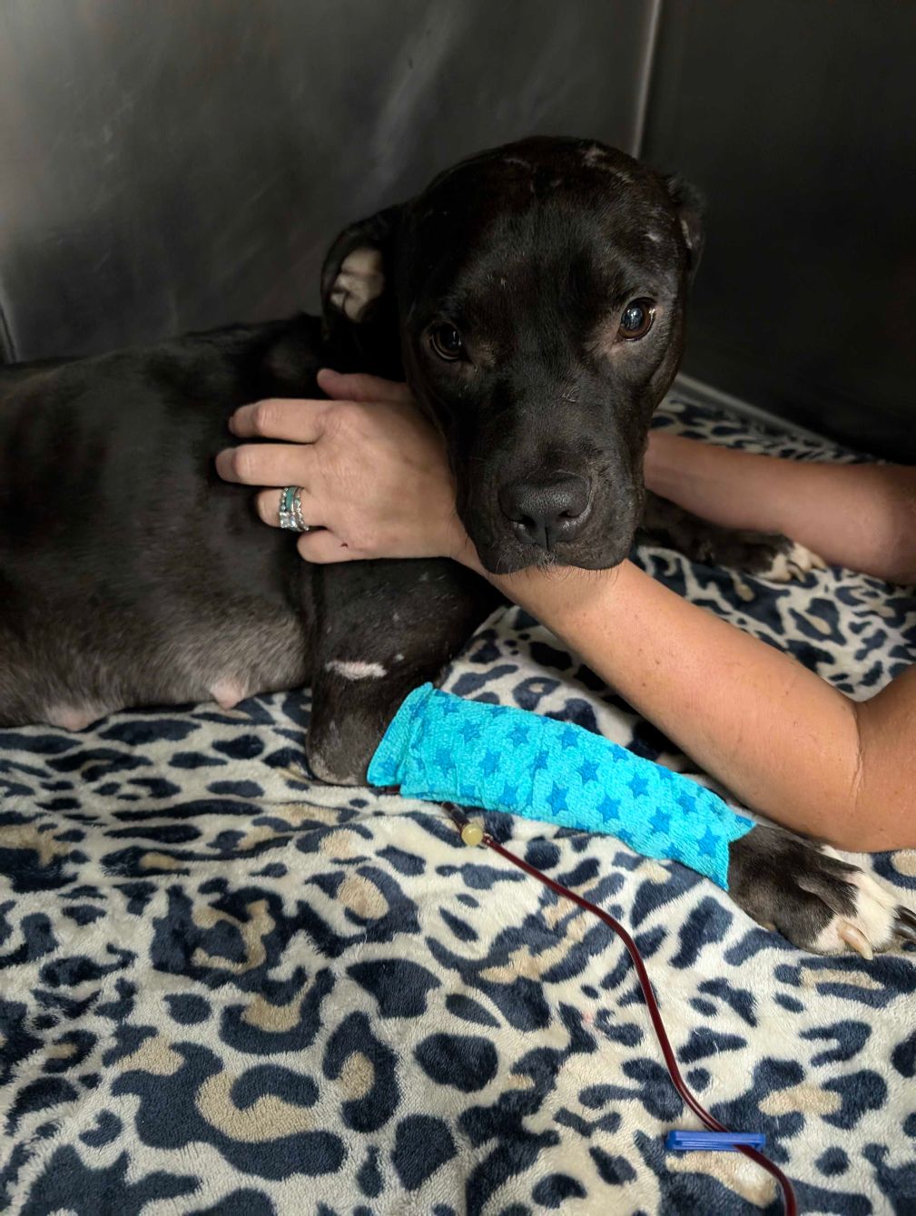 About the Arla's Pack campaign on Bonfire 2