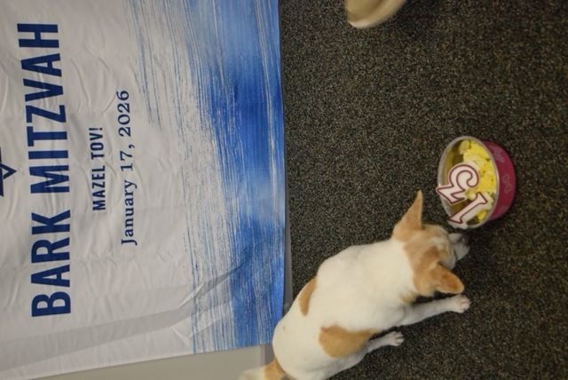 About the Matilda's Bark Mitzvah- The Pixie Project campaign on Bonfire 8