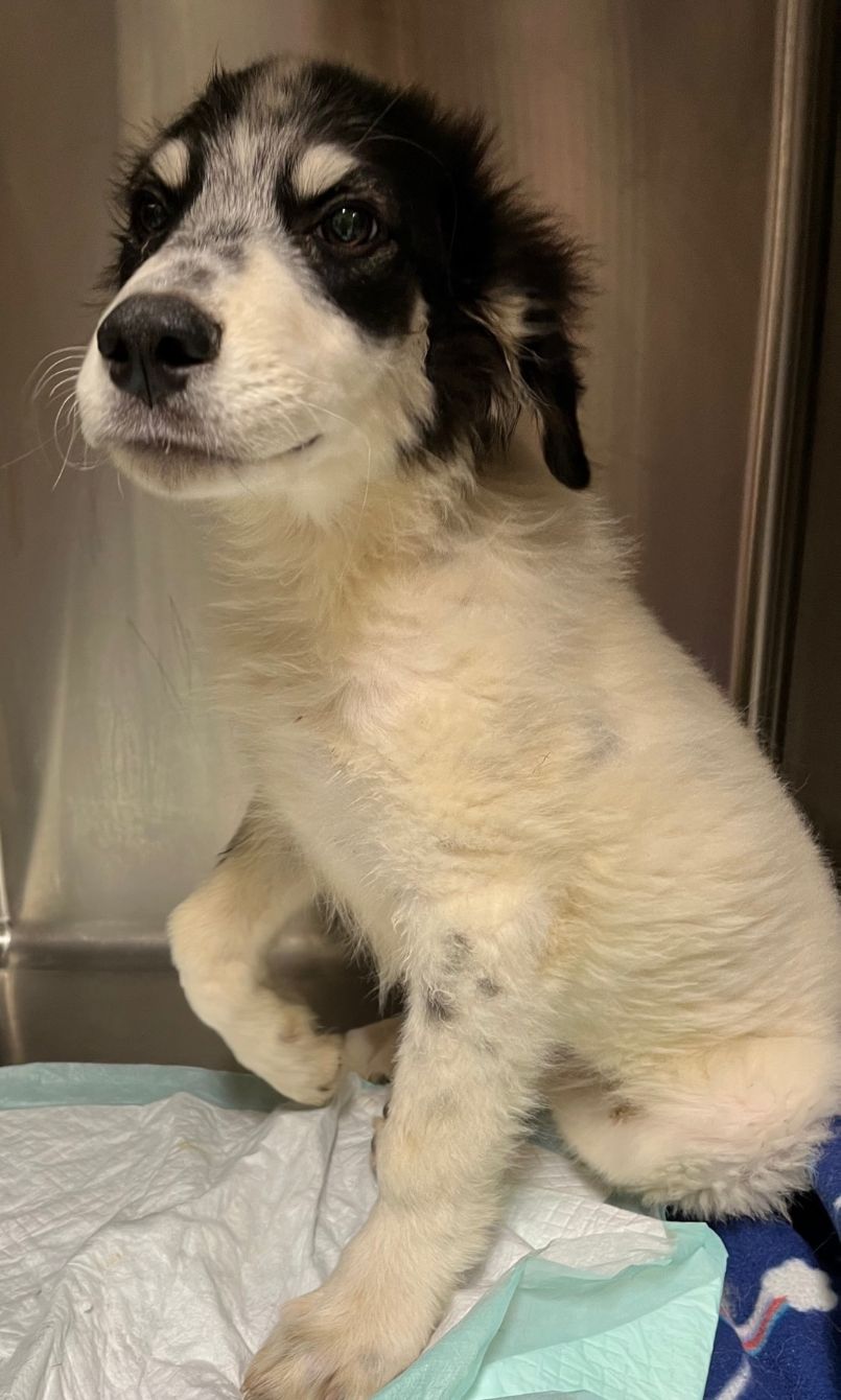 About the Helping Floofs in Texas campaign on Bonfire 2