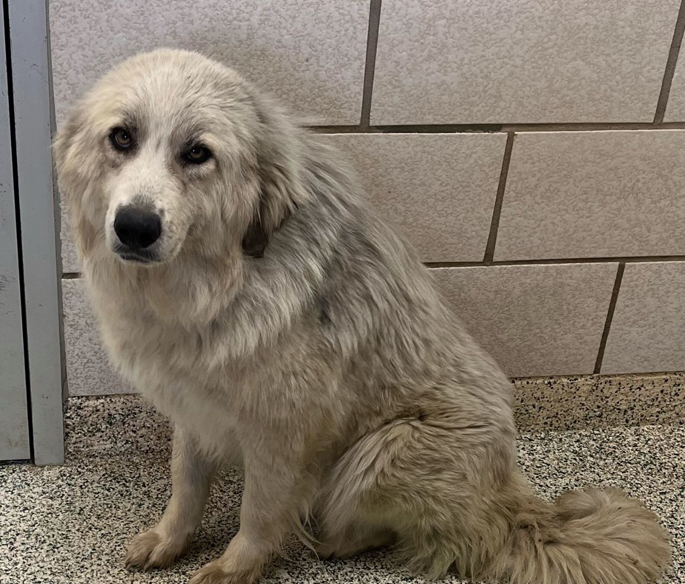 About the Helping Floofs in Texas campaign on Bonfire 3