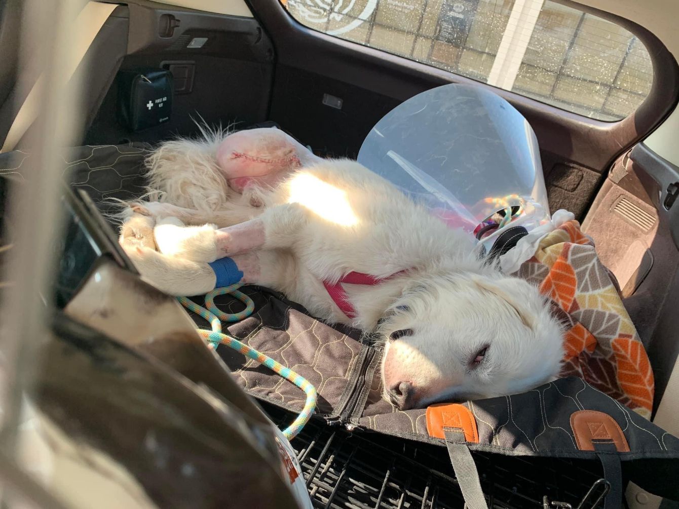 About the Helping Floofs in Texas campaign on Bonfire 6