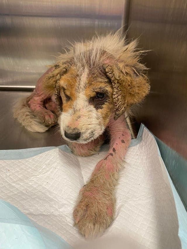 About the Helping Floofs in Texas campaign on Bonfire 5