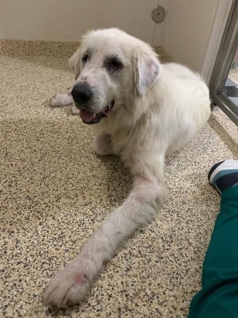 About the Helping Floofs in Texas campaign on Bonfire 4