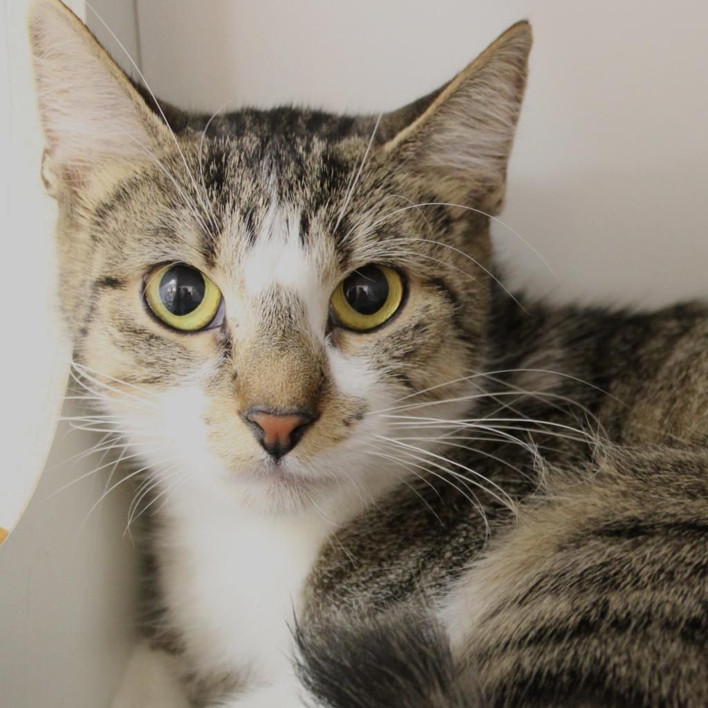 About the More CCHS Shirts! campaign on Bonfire 2