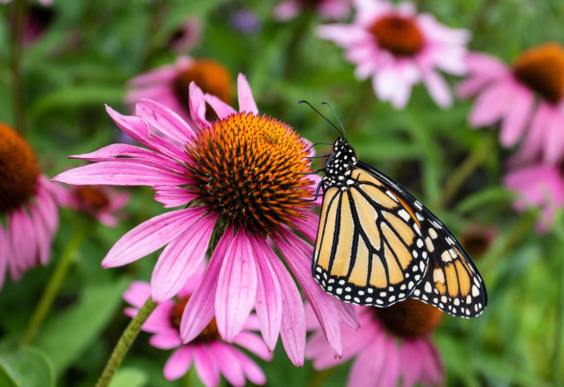 About the The Butterfly Highway  campaign on Bonfire 2