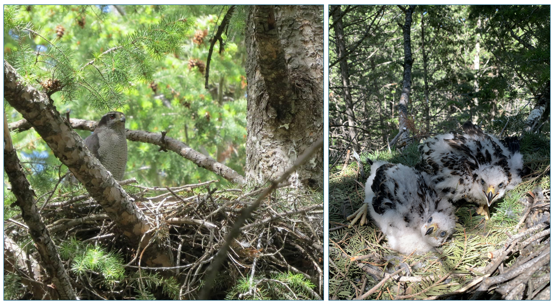 About the The American Goshawk Project campaign on Bonfire 4