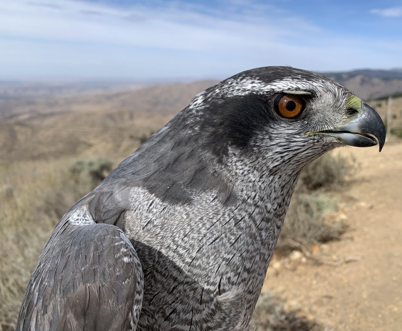 About the The American Goshawk Project campaign on Bonfire 7