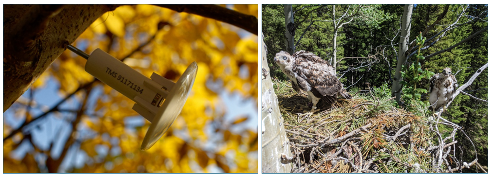 About the The American Goshawk Project campaign on Bonfire 2