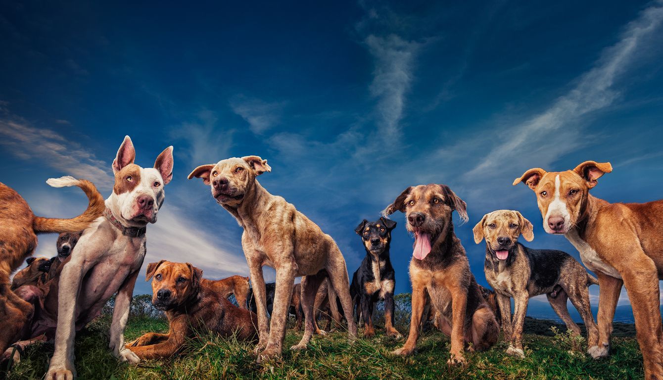 About the I Love&nbsp;Territorio de Zaguates Mug campaign on Bonfire 2