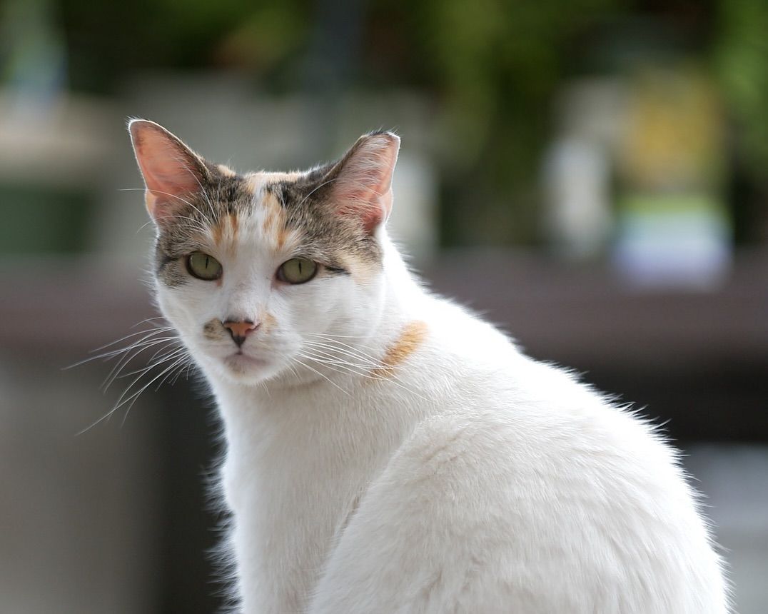 About the Forever Team Francine campaign on Bonfire 1