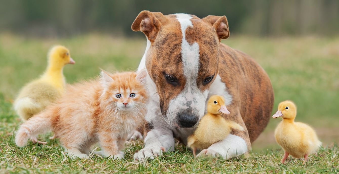About the Humane Society of Louisiana Logo Mug campaign on Bonfire 2