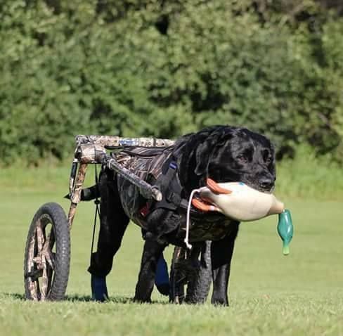 About the Gunnar's Wheels Foundation campaign on Bonfire 2