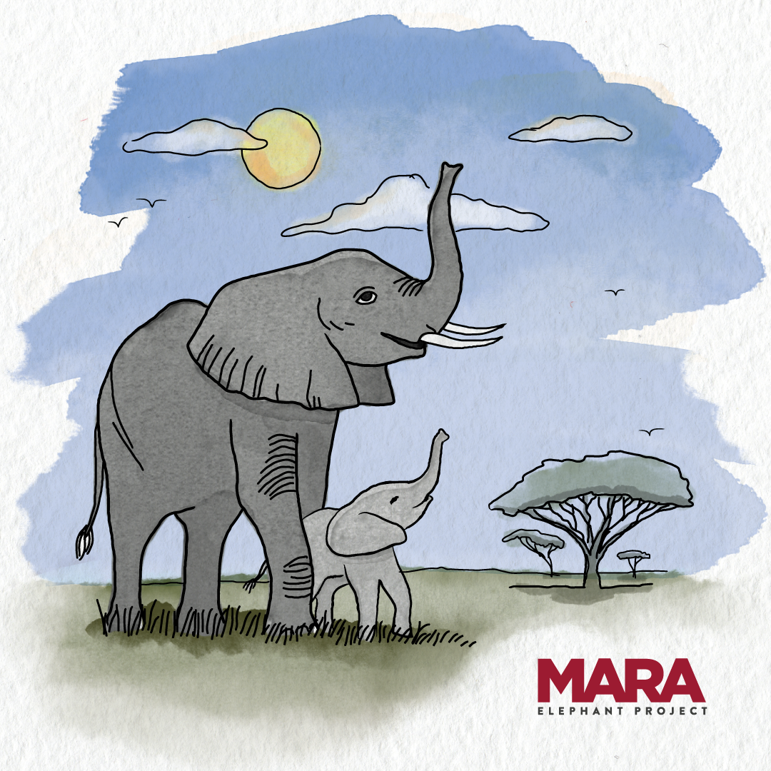 About the Pave a Path for Elephants campaign on Bonfire 2