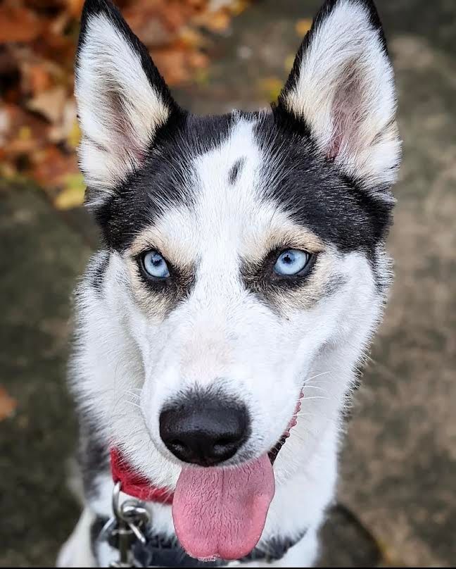 About the  campaign on Bonfire 2