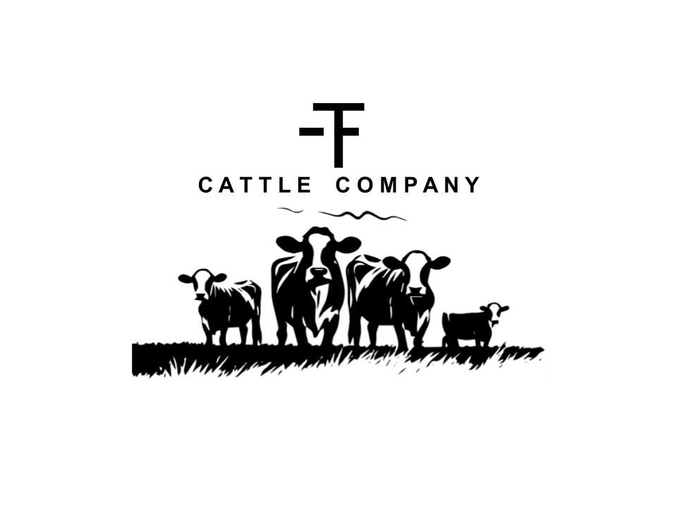 About the  campaign on Bonfire 2