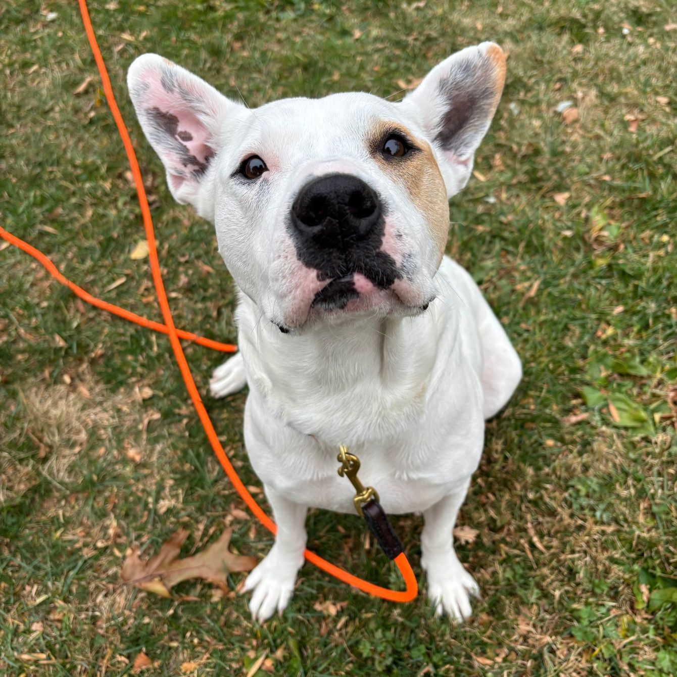 About the Adopt Don't Shop campaign on Bonfire 2