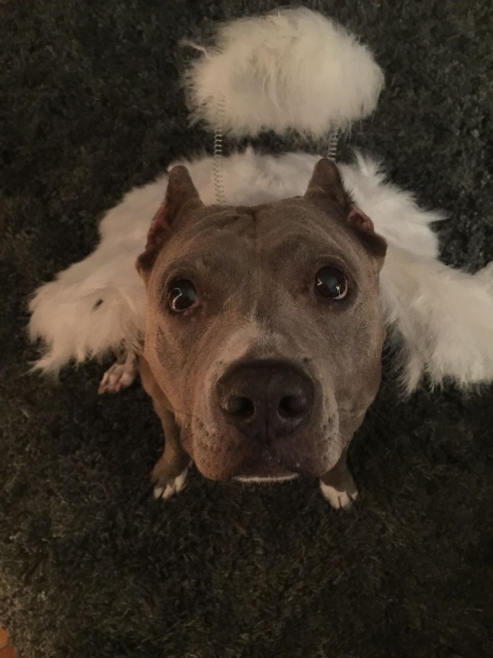 About the Spay & Neuter Angel Day 2026 campaign on Bonfire 2