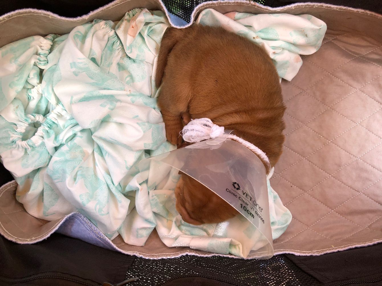 About the Love is in the Wrinkles campaign on Bonfire 2