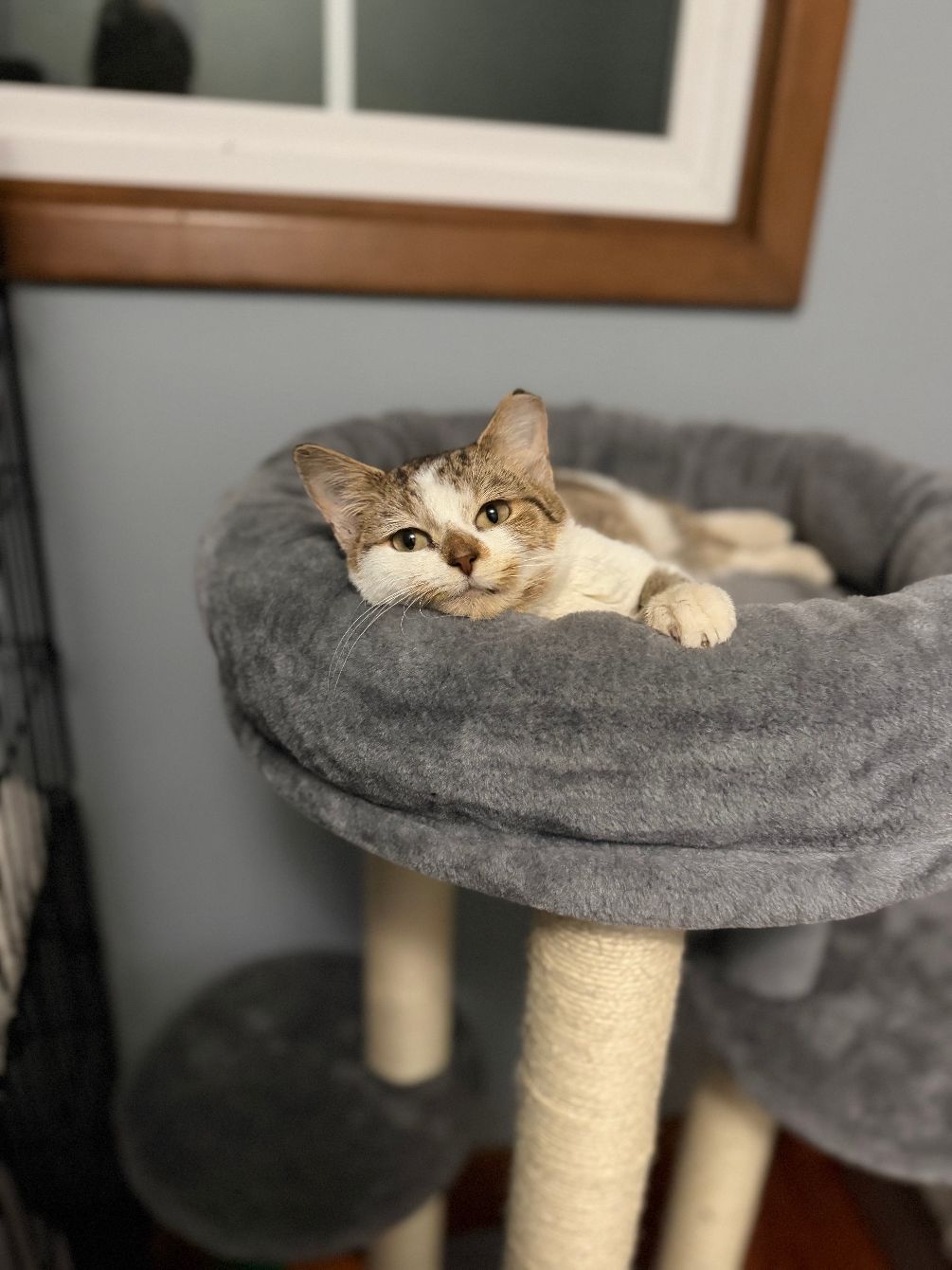 About the Team Vaona ~ Helping Cats Through Complex Med campaign on Bonfire 2