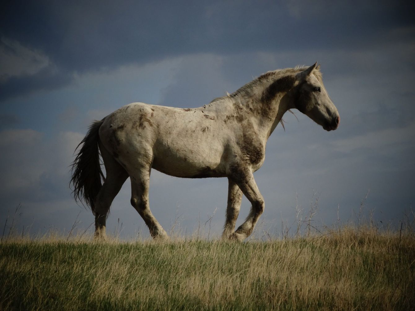 About the February "Nokota Love" Campaign campaign on Bonfire 2