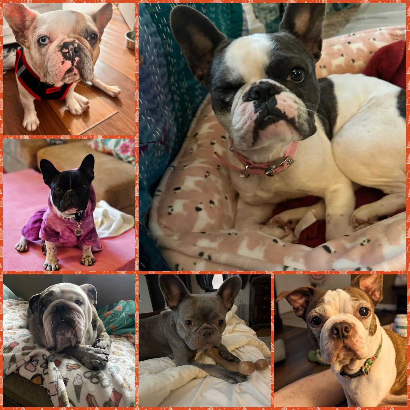 About the SNORT Giving Tuesday Campaign campaign on Bonfire 2