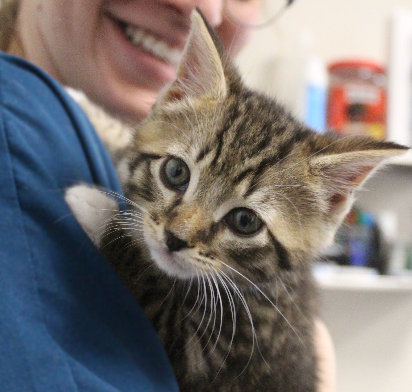 About the Help Pets in Need Access Veterinary Care campaign on Bonfire 2