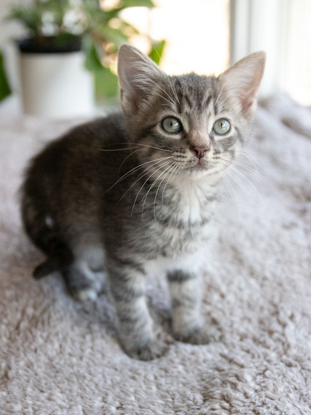 About the Don't Touch Me I'm Feral (Triblend)&nbsp; campaign on Bonfire 3