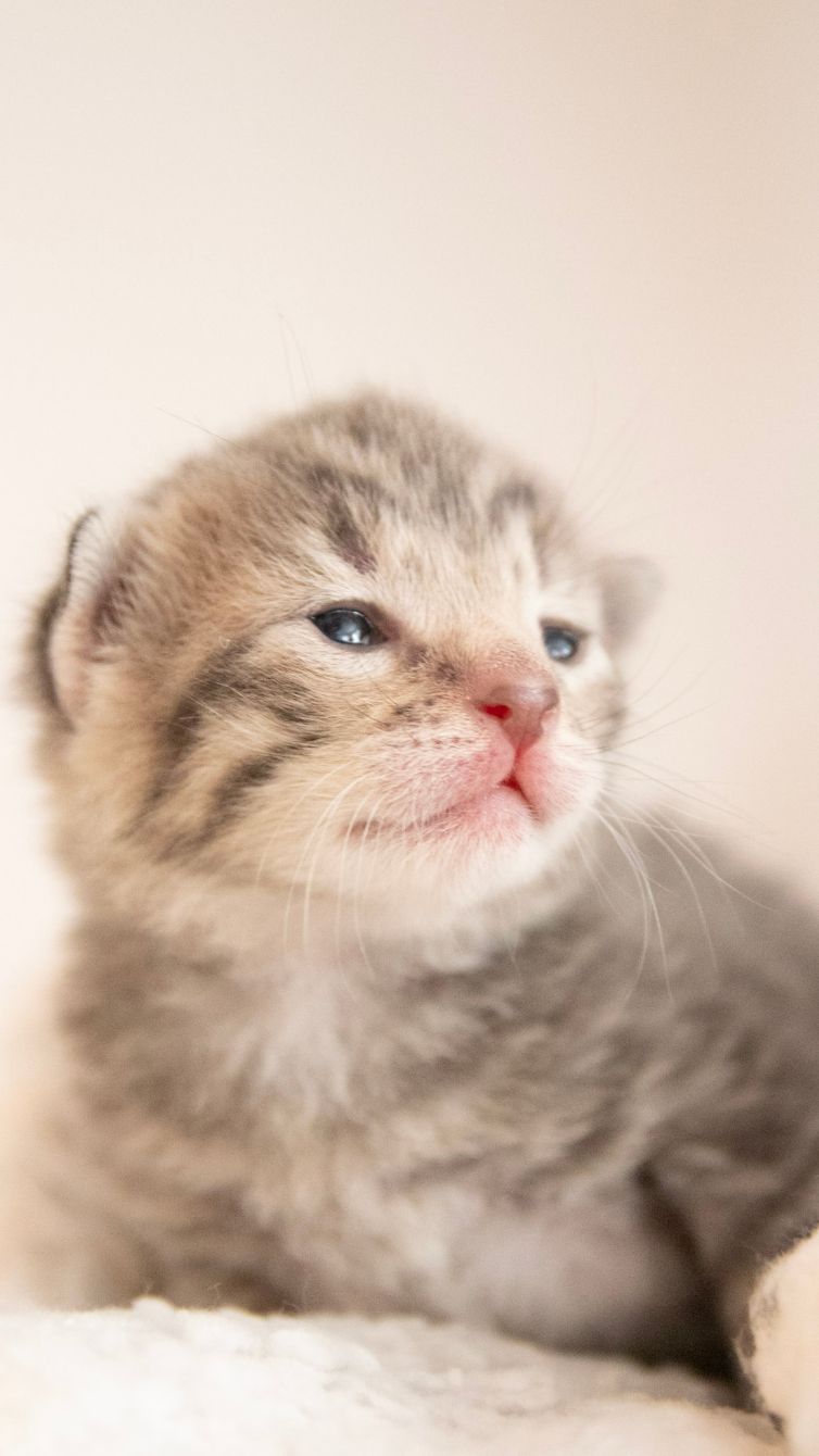 About the Don't Touch Me I'm Feral (Triblend)&nbsp; campaign on Bonfire 2